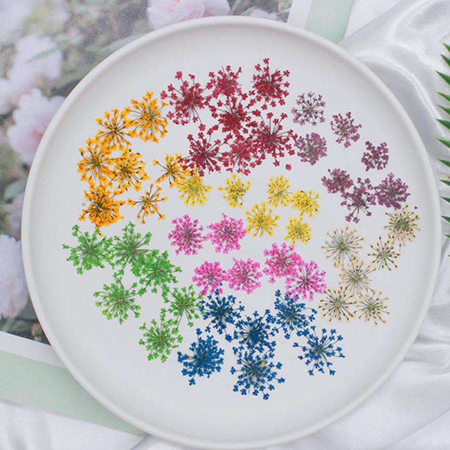 60pcs Pressed Dried 15-20mm Am - Dried Flower Bookmark avaliação e preço