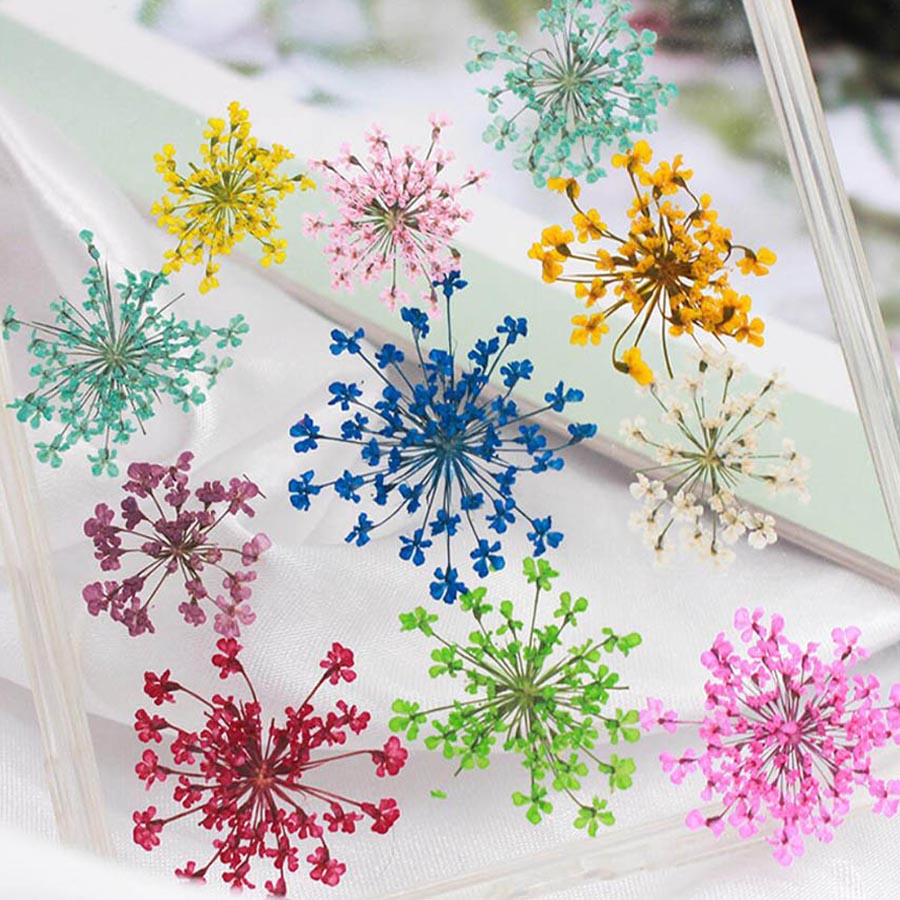 60pcs Pressed Dried 15-20mm Am - Dried Flower Bookmark avaliação e preço