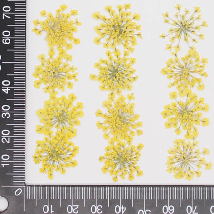 60pcs Pressed Dried 15-20mm Am - Dried Flower Bookmark avaliação e preço
