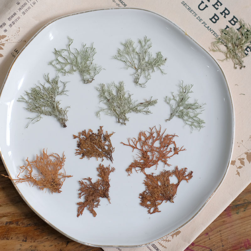 12pcs, Seaweed Aquatic Plants  - Dried Flower Bookmark avaliação e preço