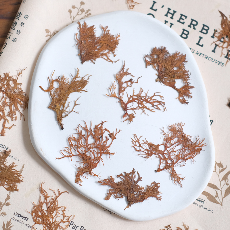 12pcs, Seaweed Aquatic Plants  - Dried Flower Bookmark avaliação e preço