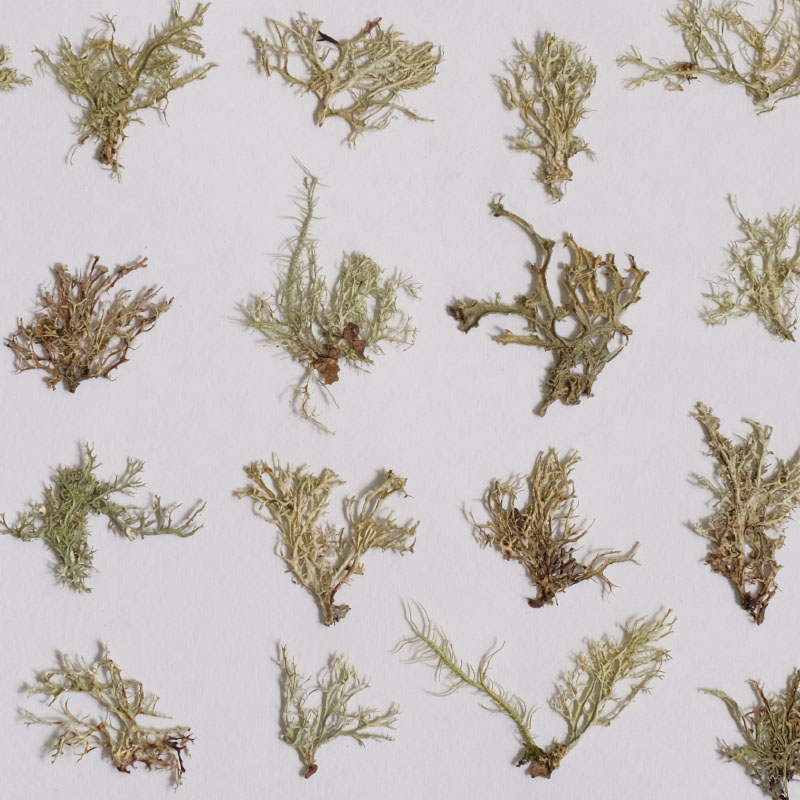 12pcs, Seaweed Aquatic Plants  - Dried Flower Bookmark avaliação e preço