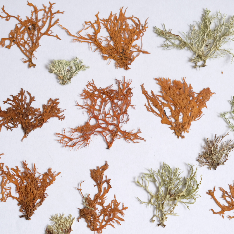 12pcs, Seaweed Aquatic Plants  - Dried Flower Bookmark avaliação e preço