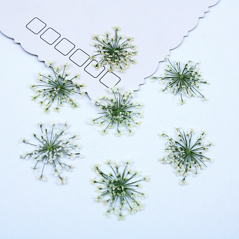 500pcs Lace Flowers Dried Flow - Dried Flower Bookmark avaliação e preço